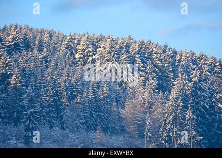 Norwegen Fichten, Picea Abies, im Winter, Oberpfalz, Bayern, Deutschland, Europa Stockfoto