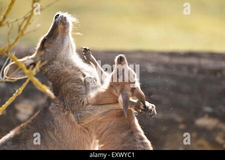 Östlichen Grey Kangaroo, Macropus Riesin, Bayern, Deutschland, Europa Stockfoto