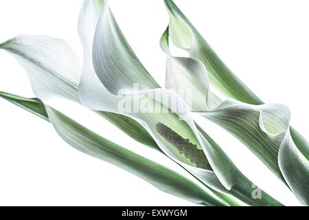 Drei Calla-Lilien Stockfoto