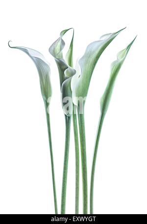 Calla-Lilien Stockfoto