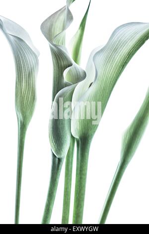 Calla-Lilien Stockfoto
