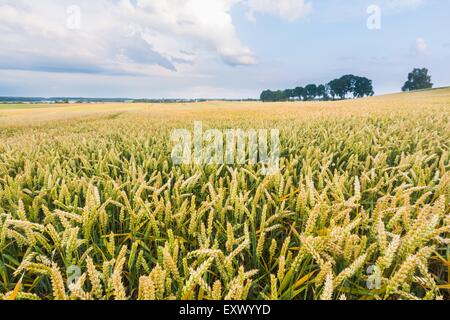 schöne Landschaft Sonnenuntergang über Feld Stockfoto
