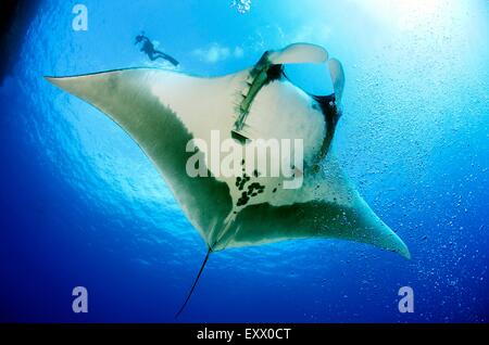 Manta Rochen, Manta Birostris, Socorro Inseln, Mexiko, Amerika Stockfoto