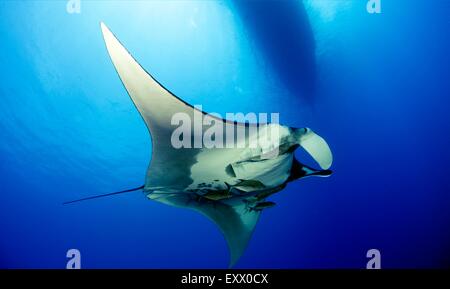 Manta Rochen, Manta Birostris, Socorro Inseln, Mexiko Stockfoto