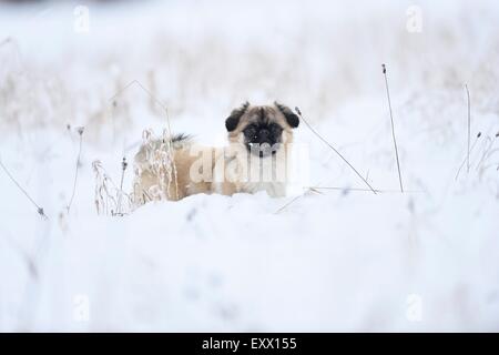 Chihuahua und Mops-mix-Hund im Schnee Stockfoto