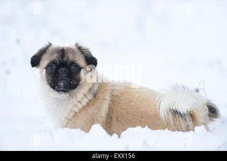 Chihuahua und Mops-mix-Hund im Schnee Stockfoto