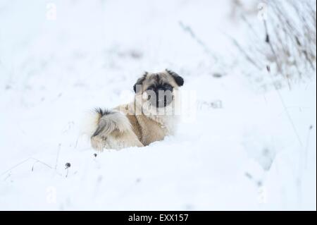 Chihuahua und Mops-mix-Hund im Schnee Stockfoto