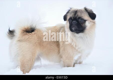 Chihuahua und Mops-mix-Hund im Schnee Stockfoto