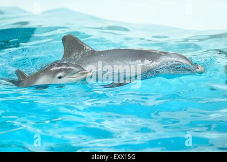 Jungen gemeinsamen Tümmler mit seiner Mutter in einem zoo Stockfoto