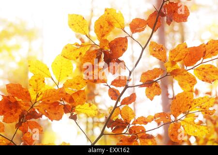 Buche, Naturpark Spessart, untere Franken, Bayern, Deutschland, Europa Stockfoto