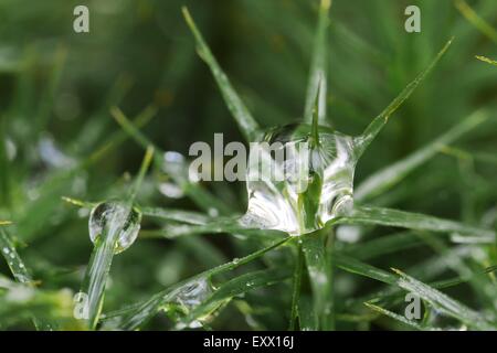 Gemeinsamen Haircap Moss, Polytrichum Commune, Naturparks Spessart, untere Franken, Bayern, Deutschland, Europa Stockfoto