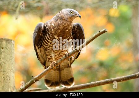 Europäische Wespenbussard hocken auf einem Ast Stockfoto