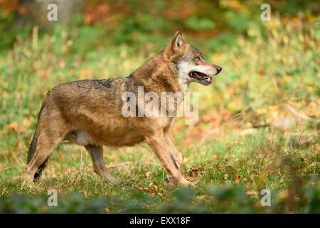 Eurasische Wolf im Wald Stockfoto