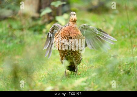 Weibliche Auerhühner auf einer Wiese Stockfoto