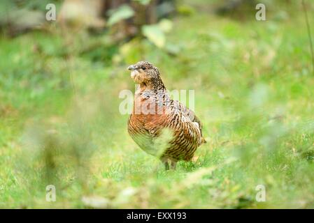 Weibliche Auerhühner auf einer Wiese Stockfoto