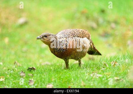 Weibliche Auerhühner auf einer Wiese Stockfoto