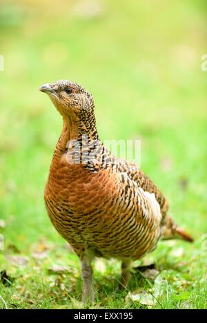 Weibliche Auerhühner auf einer Wiese Stockfoto