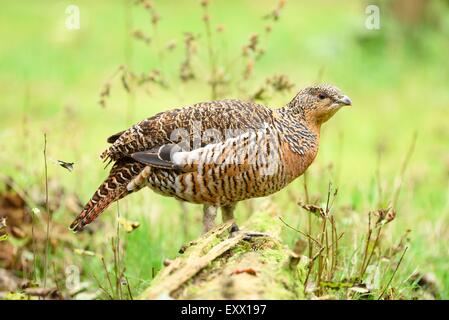 Weibliche Auerhühner auf einer Wiese Stockfoto