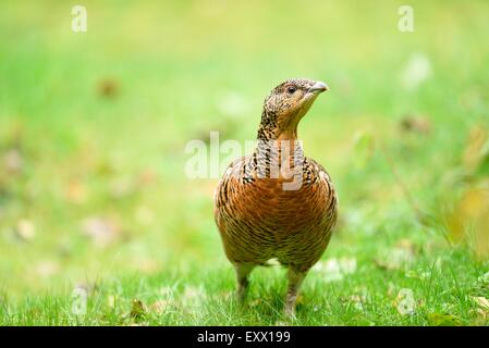 Weibliche Auerhühner auf einer Wiese Stockfoto