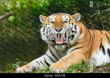 Sibirischer Tiger brüllen Stockfoto