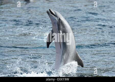 Tümmler, Tursiops Truncatus, Bayern, Deutschland, Europa Stockfoto