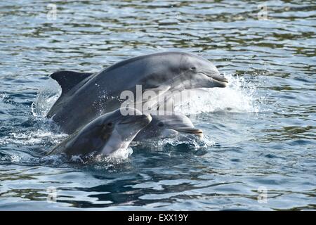 Vier großen Tümmlern, Tursiops Truncatus, Bayern, Deutschland, Europa Stockfoto