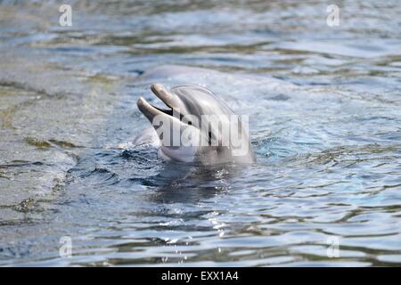 Tümmler, Tursiops Truncatus, Bayern, Deutschland, Europa Stockfoto