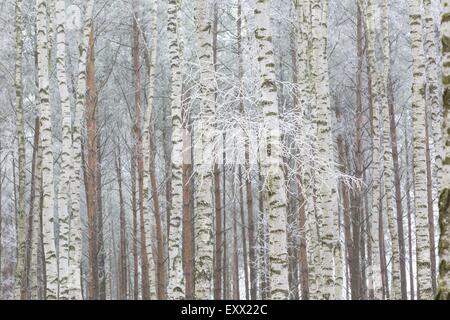 Frostige Birkenwald im Winter. Polnischen ländlichen Gegend. Nahaufnahme von Birke Bäume Stämme Stockfoto