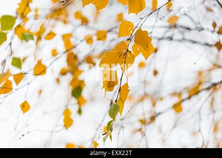Schöne herbstliche Birke Ast mit gelben Blättern. Nahaufnahme des herbstlichen Baum. Stockfoto