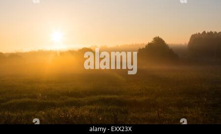 Schönen Sonnenaufgang über dem Nebel Meaodw. Ruhigen Landschaft fotografiert auf typische polnische Landschaft. Rasen und Pflanzen mit dewdro Stockfoto