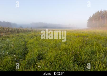 Schönen Sonnenaufgang über dem Nebel Meaodw. Ruhigen Landschaft fotografiert auf typische polnische Landschaft. Rasen und Pflanzen mit dewdro Stockfoto