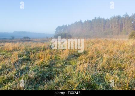 Schönen Sonnenaufgang über dem Nebel Meaodw. Ruhigen Landschaft fotografiert auf typische polnische Landschaft. Rasen und Pflanzen mit dewdro Stockfoto