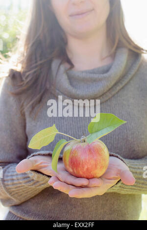 Weibliche Hand hält frisch gepflückt Apfel Stockfoto