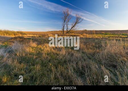 Schöne Landschaft der herbstlichen Witherd Wiese oder ein Feld. Herbstlich bunte Blätter liegen auf Trockenrasen unter schönen b gefallen Stockfoto