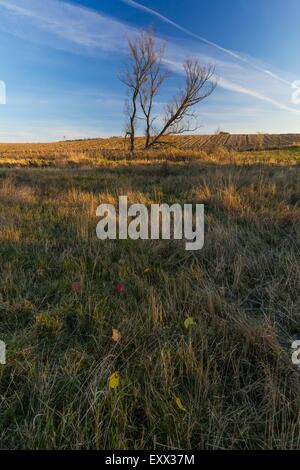 Schöne Landschaft der herbstlichen Witherd Wiese oder ein Feld. Herbstlich bunte Blätter liegen auf Trockenrasen unter schönen b gefallen Stockfoto