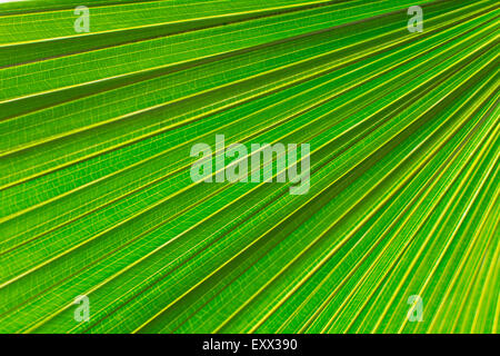 Extreme Nahaufnahme von Palmblatt Stockfoto