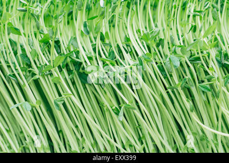 Nahaufnahme von Sweet Pea Sprossen Stockfoto