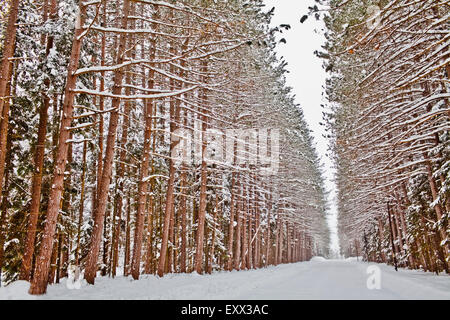 Ansicht der Straße im verschneiten Wald Stockfoto