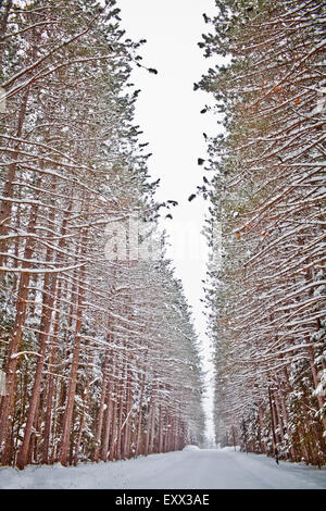 Ansicht der Straße im verschneiten Wald Stockfoto