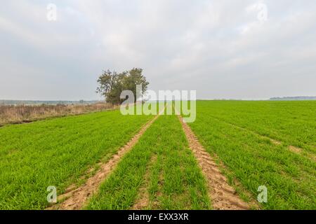 Schönen guten Morgen Landschaft Sonnenuntergang über junge grüne Getreide Feld fotografiert im Frühling. Ruhige ländliche Landschaft des polnischen f Stockfoto