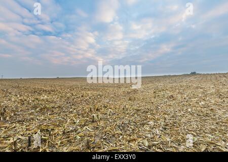 Stoppelfeld nach Mais. Agrarlandschaft im Spätherbst oder Winter. Traurige Landschaft unter abendlichen Himmel mit Wolken. Stockfoto