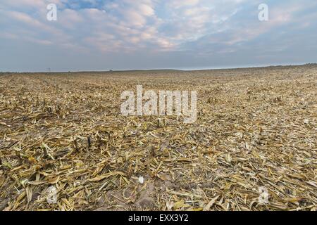 Stoppelfeld nach Mais. Agrarlandschaft im Spätherbst oder Winter. Traurige Landschaft unter abendlichen Himmel mit Wolken. Stockfoto