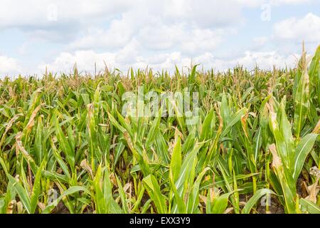 Schönen grünen Mais wächst auf Feld unter blauem Himmel mit Wolken. Nahaufnahme von Pflanzen als Hintergrund nützlich. Landwirtschaftlichen Foto. Stockfoto