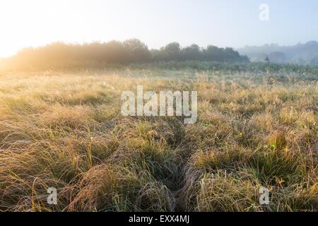 Schönen Sonnenaufgang über dem Nebel Meaodw. Ruhigen Landschaft fotografiert auf typische polnische Landschaft. Rasen und Pflanzen mit dewdro Stockfoto