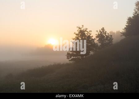 Schönen Sonnenaufgang über dem Nebel Meaodw. Ruhigen Landschaft fotografiert auf typische polnische Landschaft. Rasen und Pflanzen mit dewdro Stockfoto