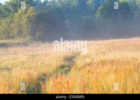 Schönen Sonnenaufgang über dem Nebel Meaodw. Ruhigen Landschaft fotografiert auf typische polnische Landschaft. Rasen und Pflanzen mit dewdro Stockfoto