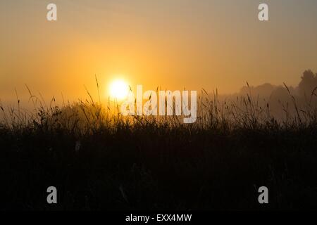 Schönen Sonnenaufgang über dem Nebel Meaodw. Ruhigen Landschaft fotografiert auf typische polnische Landschaft. Rasen und Pflanzen mit dewdro Stockfoto