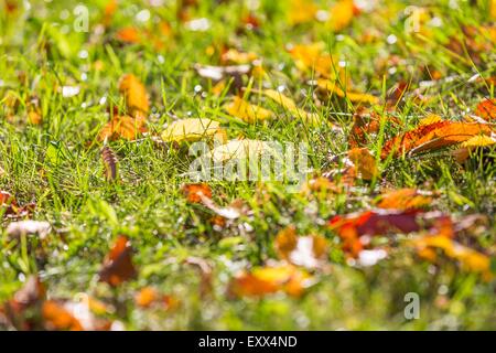 Schöne herbstliche Blätter liegen auf dem grünen Rasen auf Rasen in hellem Sonnenlicht. Schöne Nahaufnahme Natur, nützlich als Hintergrund. Stockfoto