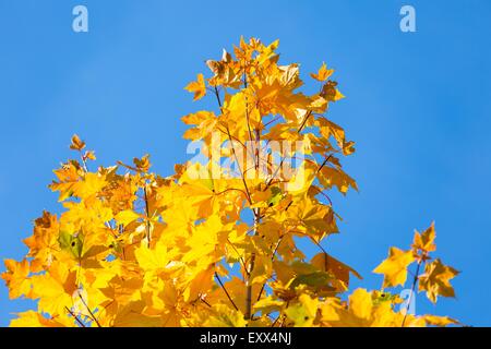 Schöne herbstliche Blätter am Baum gegen Himmel. Herbstliche Foto als Hintergrund nützlich. Stockfoto