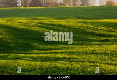 Schönen guten Morgen Landschaft Sonnenuntergang über junge grüne Getreide Feld fotografiert im Frühling. Ruhige ländliche Landschaft des polnischen f Stockfoto